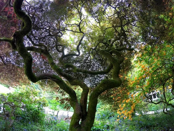 Açıklık alanlar ağacında. Morlar, Yeşiller ve portakal