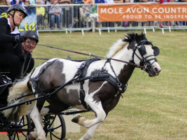 Devon, İngiltere - 30 Temmuz 2018: sürüş, Binicilik zaman yarışını arabaları ile Scurry