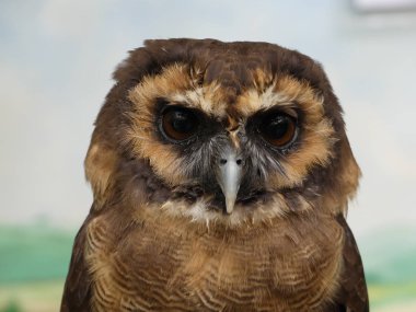 Strix leptogrammica - kahverengi ahşap baykuş, portre görünümü