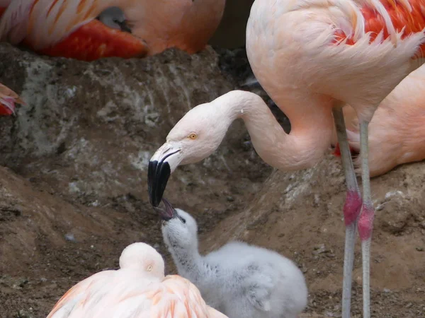 Phoenicopteridae Ένα Νεαρό Γκόμενα Φλαμίνγκο Τρέφονται — Φωτογραφία Αρχείου