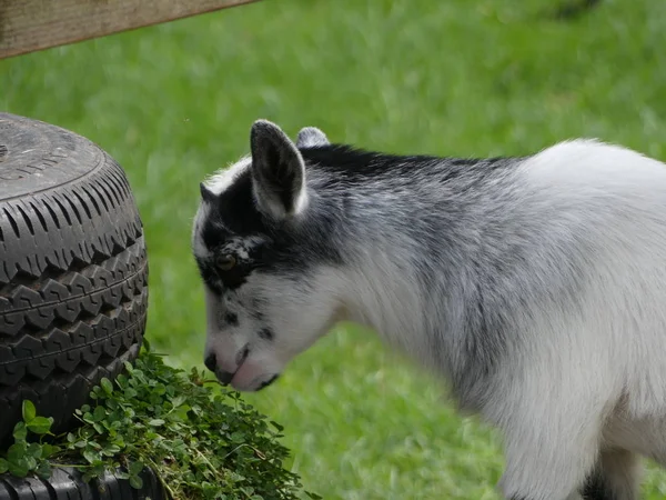 Capra aegagrus hircus - African Pygmy goat — Stock Photo, Image