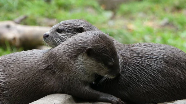 Lutra lutra - Eaurasian Otters muy lindo cuddlin tpogether —  Fotos de Stock