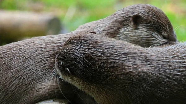 Lutra lutra - Eaurasian utter mycket söt cuddlin tpogether — Stockfoto