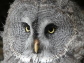 Картина, постер, плакат, фотообои "great grey owl, also known as great gray owl - strix nebulosa", артикул 220003548
