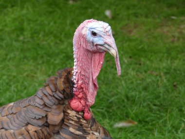 Destek gallopavo - yurtiçi Türkiye, bağlantılar Noel ve Şükran günü kutlamaları
