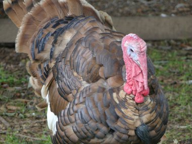 Noel ve Şükran günü kutlama yemekler destek gallopavo - yurtiçi Türkiye, bağlantılar