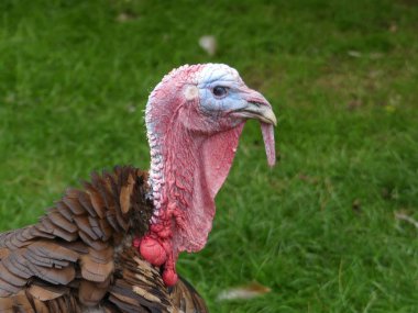 Destek gallopavo - yurtiçi Türkiye, bağlantılar Noel ve Şükran günü kutlamaları