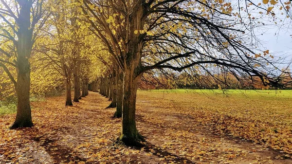 Une allée à travers les arbres, feuilles brunes disperser le sol menant à la distance — Photo