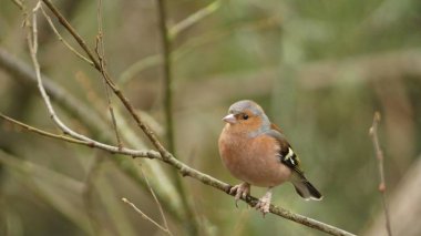 Fringilla coelebs - İngiltere'de tıraşlama ispinoz