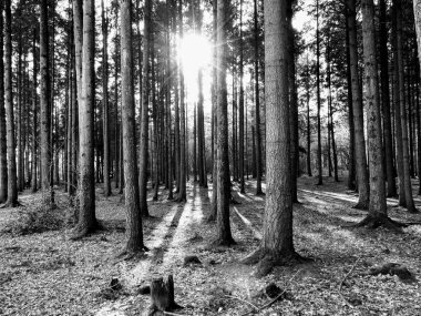 İğne yapraklı Orman ağaçları arasında geçen güneş ışığı ile. Blck ve beyaz fotoğraf