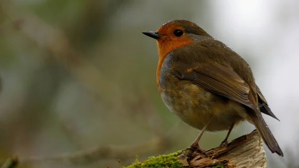 Robin Redbreast Sentado Árbol Reino Unido —  Fotos de Stock