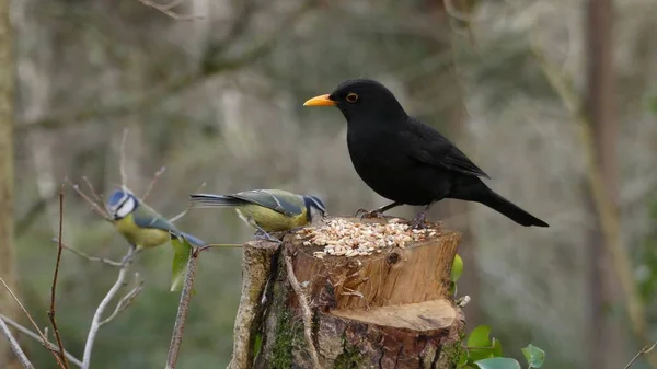 Een Mannelijke Blackbird Zat Zijaanzicht Met Feed Het Verenigd Koninkrijk — Stockfoto