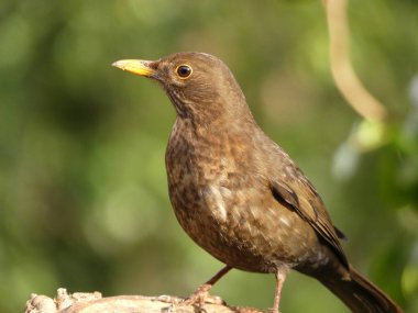 tünemiş, bir kadın Kara kuş besleme İngiltere'de ile yan görünüm
