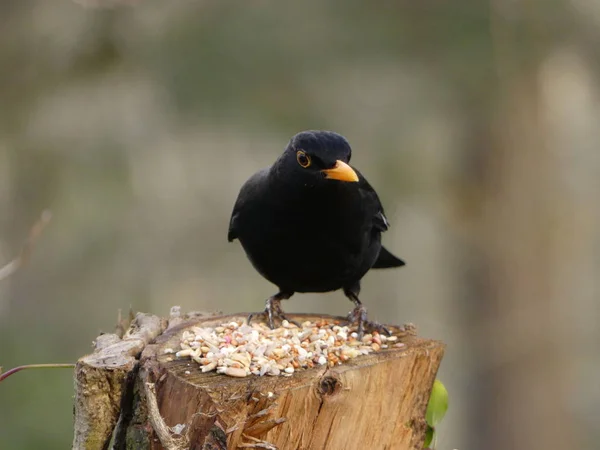 Een Mannelijke Blackbird Zat Zijaanzicht Met Feed Het Verenigd Koninkrijk — Stockfoto