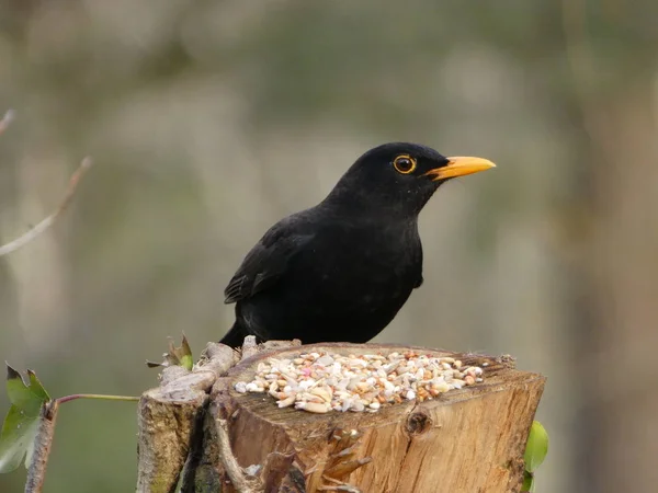 Male Blackbird Perched Side View Feed — Stock Photo, Image
