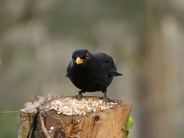 Een Mannelijke Blackbird Zat Zijaanzicht Met Feed Het Verenigd Koninkrijk — Stockfoto