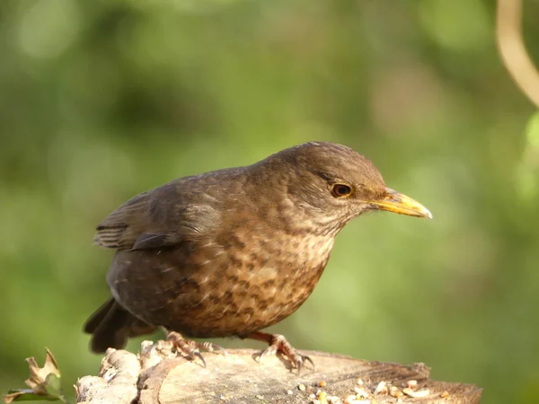 Una Hembra Blackbird Encaramado Vista Lateral Con Alimentación Reino Unido — Foto de Stock