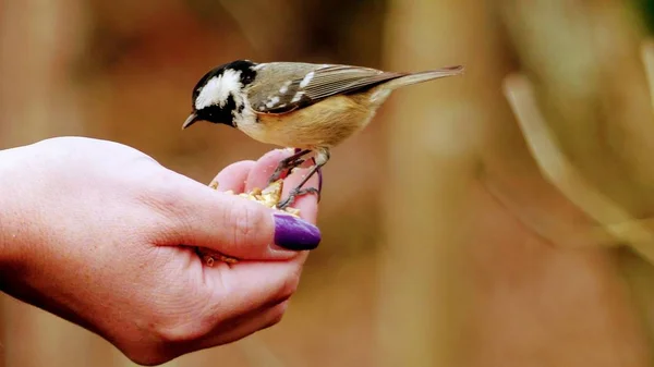 Periparus ater - una teta de carbón que se alimenta de una mano de damas —  Fotos de Stock