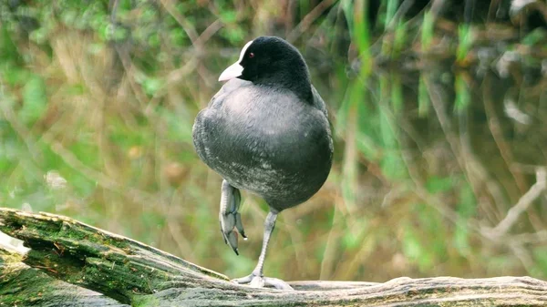 Fulica atra - eaurasian coot permanent een poten op een log — Stockfoto