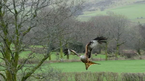 Milvus milvus - Red Kite w locie, swooping do ziemi, Zdjęcie ta — Zdjęcie stockowe