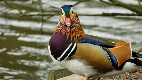 Aix galericulata - a Mandarin duck. were introduced to the UK fr