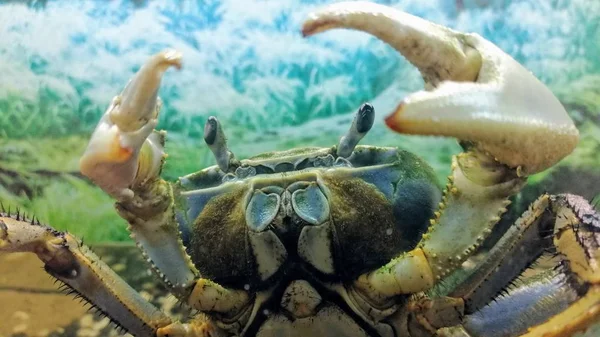 Cardisoma armatum - Rainbow Crab acting aggressively with his claws raised