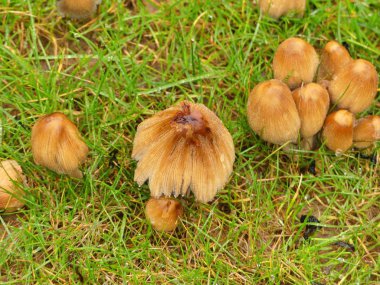 Coprinellus micaceus - parlak Inkcap mantar, bulundu İngiltere'de büyüyen
