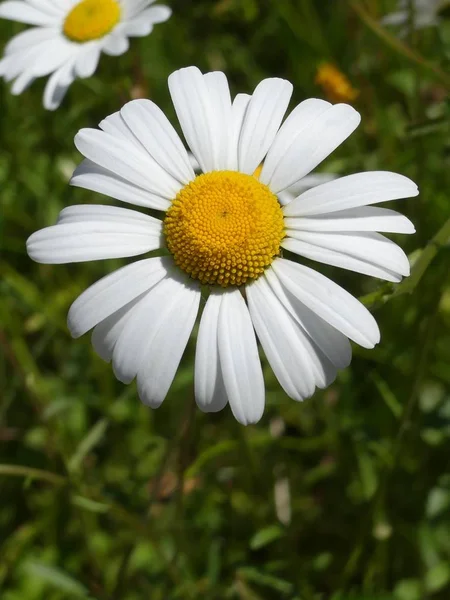 Beautiful large summer daisy, Shasta daisy in bloom — Stock Photo, Image