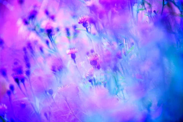 Violette Blüten Mit Ganzer Wiese Perfekt Für Tapeten — Stockfoto