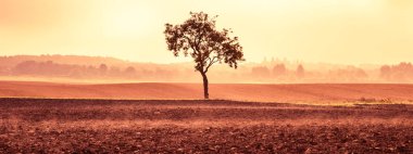 Solitaire ağaç puslu arka planda sıcak renkler üzerinde