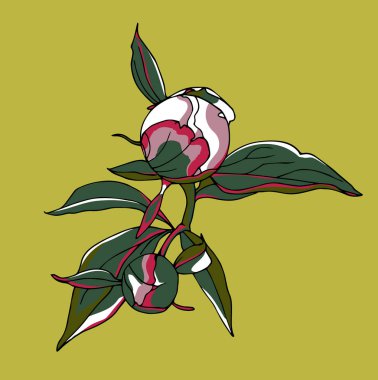 Şakayık tomurcukları vektör çizim