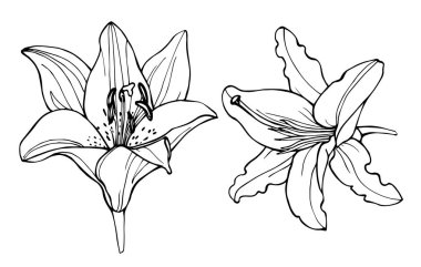 Siyah ve beyaz zambak çiçekleri beyaz arka plan üzerinde izole. Vektör çiçek. El çizim şekil.