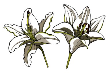 Beyaz arka plan üzerinde izole Lily çiçekler. Vektör çiçek. El çizim şekil.