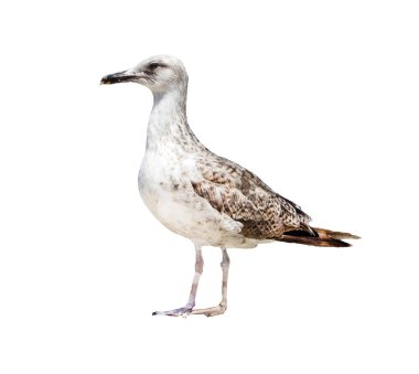 Albatros, beyaz bir arka planda, ayrı tut.