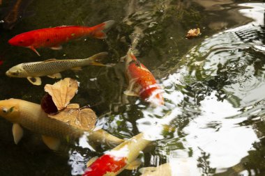 havuzda renkli Japonca sazan.