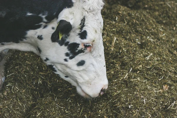 Kühe Auf Einem Bauernhof Milchkühe Auf Einem Bauernhof — Stockfoto