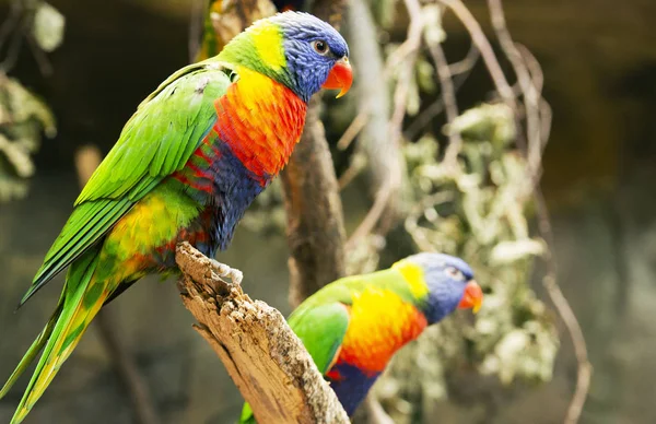 papağan bir dal üzerinde oturur.