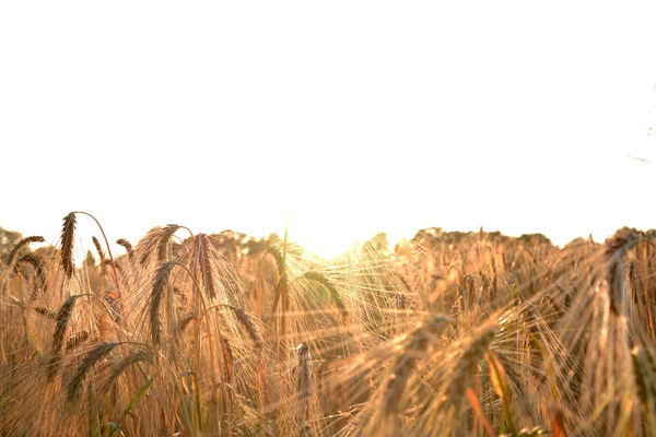 Campo Amadurecendo Trigo Pôr Sol Bela Paisagem Natural Com Luz — Fotografia de Stock