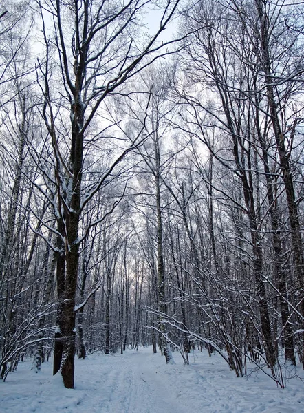 path in the Park in the evening in Moscow