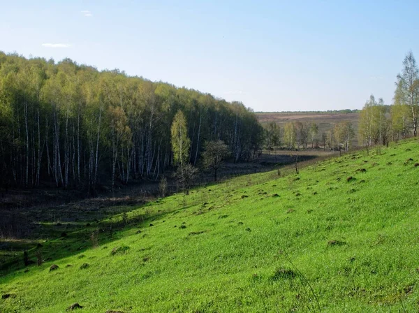 En ravin omgiven av skog — Stockfoto