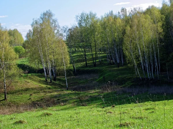 Eine von Wald umgebene Schlucht — Stockfoto
