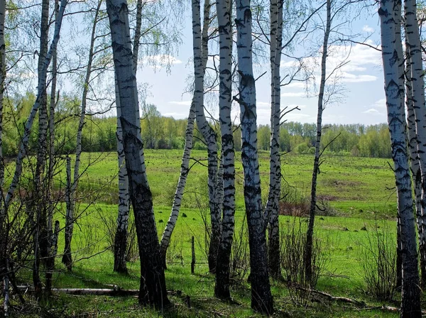 Vidoeiro na primavera mais muitas vezes — Fotografia de Stock