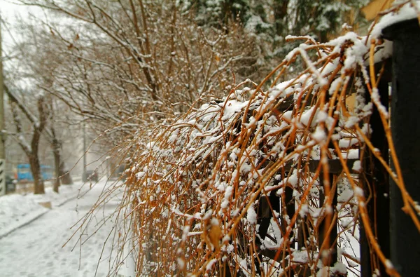 Eine Hecke im Schnee — Stockfoto