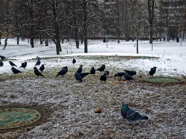 Aves en invierno, Moscú — Foto de Stock