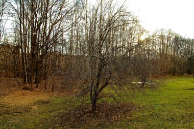 Bahar sabahı, Moskova