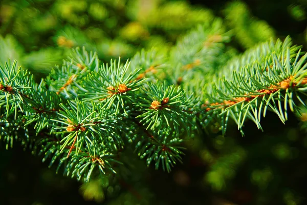 Young spruce branch — Stock Photo, Image