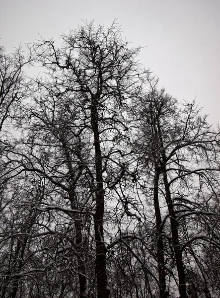 Winterpark in moskoe — Stockfoto