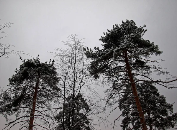 Winter Park in Moscow — Stock Photo, Image