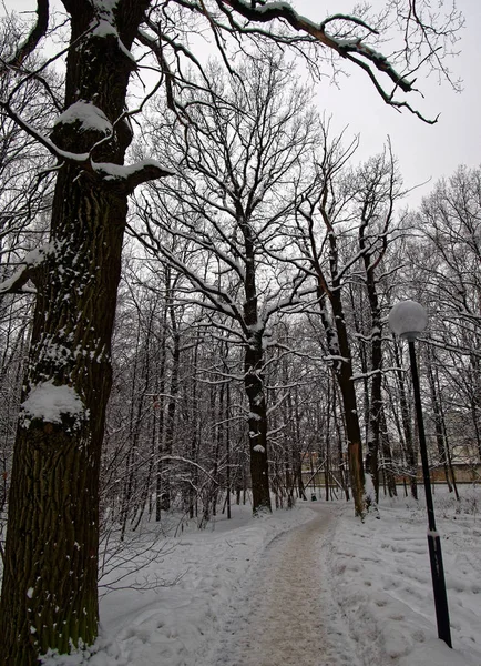 Parque de inverno em moscow — Fotografia de Stock