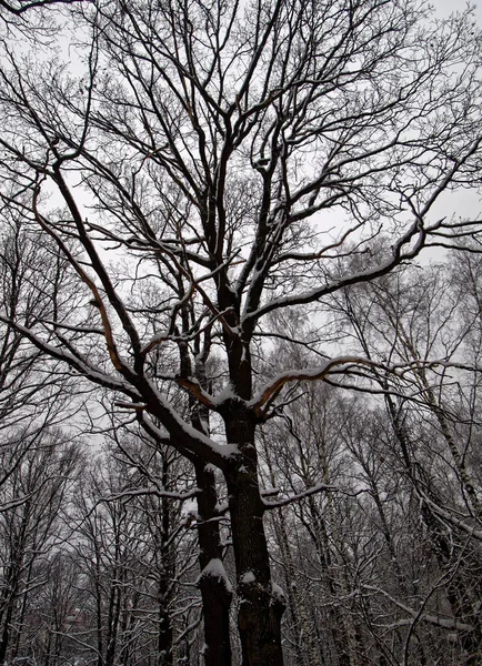 Winterpark in moskoe — Stockfoto